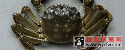 蟹塘杀虫注意事项