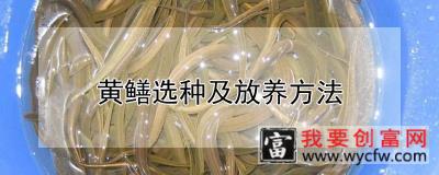 黄鳝选种及放养方法