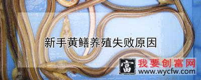 新手黄鳝养殖失败原因
