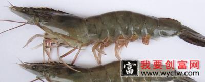 怎么看虾是否缺氧