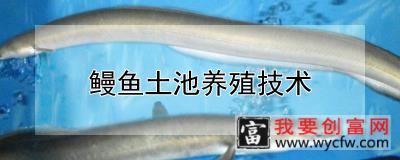 鳗鱼土池养殖技术