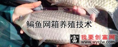 鳊鱼网箱养殖技术