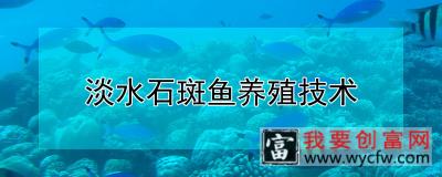 淡水石斑鱼养殖技术