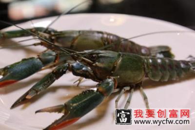 澳洲小青龙的养殖方法