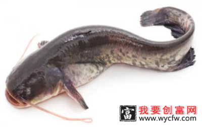 鲶鱼有什么营养价值