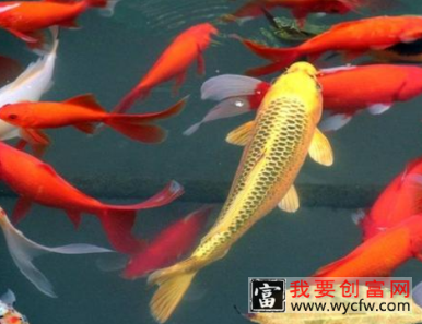 养锦鲤多久加一次盐