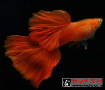 孔雀鱼好养吗？新手能不能养？