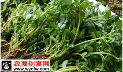 野菜虽然可以治疗猪病但是喂的时候要注意这几个问题