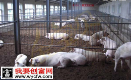 “发酵床”上养殖肥猪生态致富两不误