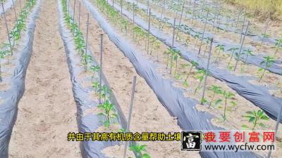 种植辣椒高产诀窍，浇水用这种水肥秧苗长得壮，结果多到摘不完