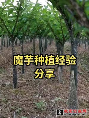 #魔芋 #农业种植