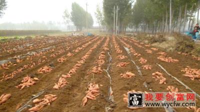 红薯高产并不难，掌握三点，产量突破1万斤