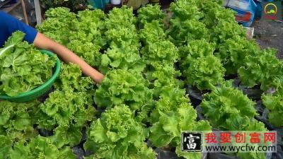 在家种生菜，从播种到收获只用35天，吃不完的新鲜蔬菜都没地方扔了