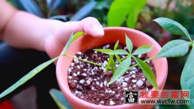 发财树怎么养，看完这个视频，你就会了！