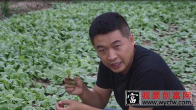 种植白菜用上这两个小方法，一季不生虫，产量高