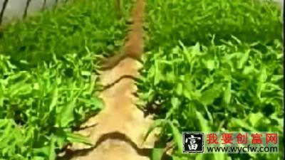 空心菜种植技术