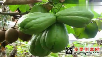 佛手瓜如何种植视频，看完我都想回家扛锄头了