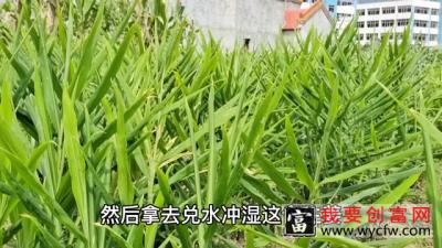 种植生姜只需做好两大步骤，生姜成片成片结，一棵能够挖10斤