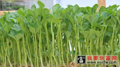 芽苗菜种植技术 芽苗菜种植一点通