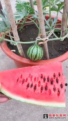 盆栽种植西瓜的种法