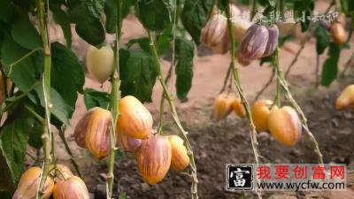 人参果种植基地 人参果种植大棚