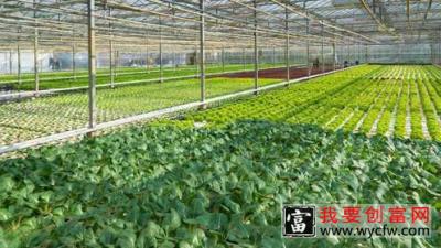 大棚蔬菜种植技术 大棚蔬菜种植一点通