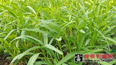 空心菜种植小技巧，地里撒点它，长得旺盛而嫩绿，吃都吃不赢