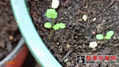 种植的乐趣就是从种子开始：看看我用草莓种子育的幼苗！