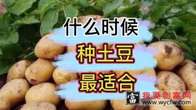 什么时候种植土豆最合适？怎么样才能种出又多又大的土豆？