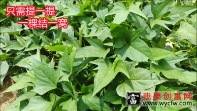 种植红薯有窍门，只要动手提一提，亩产万斤不是梦，高产又个大