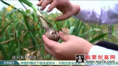 史丹利发力，大蒜亩产7307斤！种植户乐开花