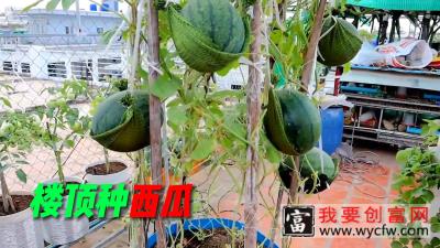 沉浸式楼顶种西瓜，65天后就能收获，简单实用的种植小技巧