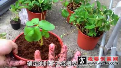 盆栽草莓种植经验分享，每一个新手都能做！投入少、收获多！