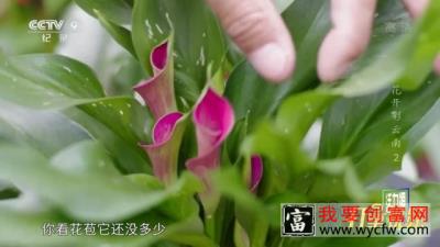 用现代化温室种植彩色马蹄莲|花开彩云南