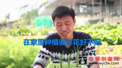 在家里种植彼岸花好不好