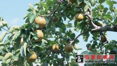 梨树种植，轻松一招，硕果累累