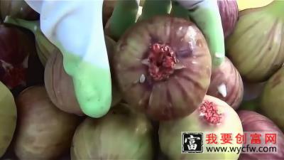 种植技术：无花果收获和包装