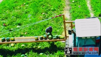 现代农业种植收获西瓜全过程