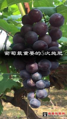 葡萄种植最重要的5次施肥