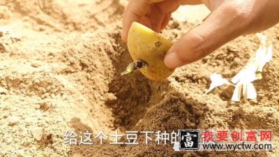 土豆种植新方法，土豆长的多长的大，一棵顶三棵