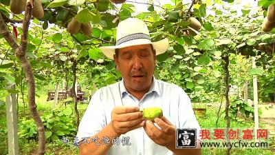 寿光种植猕猴桃