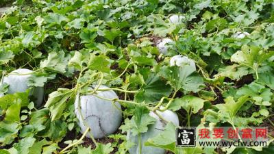 种植冬瓜要向高产，请注意这3大步骤，做好了冬瓜个大又高产