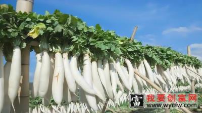 农村惊人的农业白萝卜种植技术！