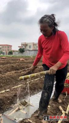 甘蔗的种植过程，很复杂