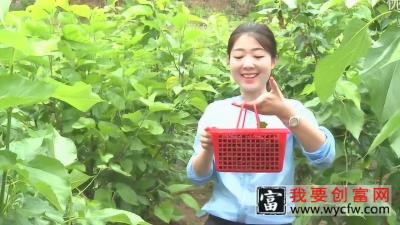致富经：桑葚种植加工好项目，美女摘不停
