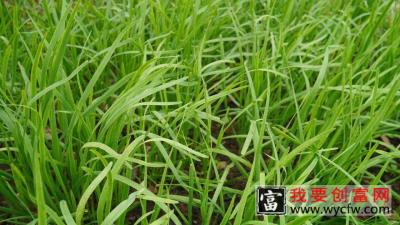 韭菜种植，增产增收施肥管理方案