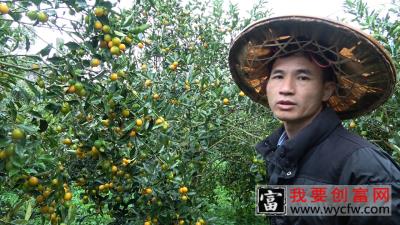 村民投资十多万种植金桔，如今卖不出去天天亏损几百块，该怎么办_高清1080P在线观看平台