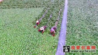 菱角的种植，必须手工采摘