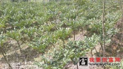 魔芋种植技术 魔芋种植一点通