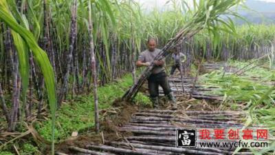 甘蔗种植技术 甘蔗种植一点通